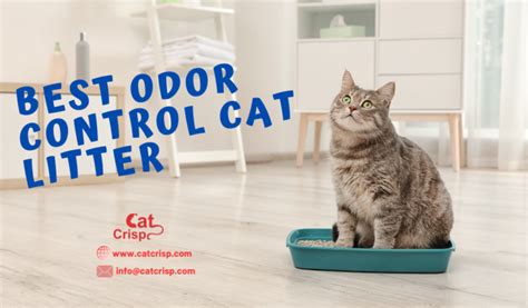 best odor control cat litter|7 Best Cat Litters for Odor Control – 2024 Reviews & Guide.